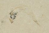 Cretaceous Fossil Shrimp - Hjoula, Lebanon #200695-2